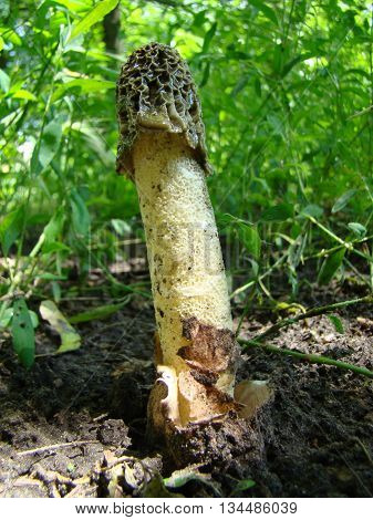 mushroom Veselkathe fruit is a white porous stem with a noble simplicity hat covered with mucus