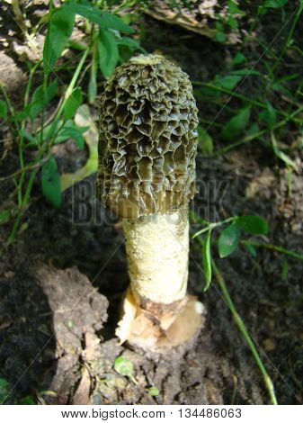 mushroom Veselkathe fruit is a white porous stem with a noble simplicity hat covered with mucus