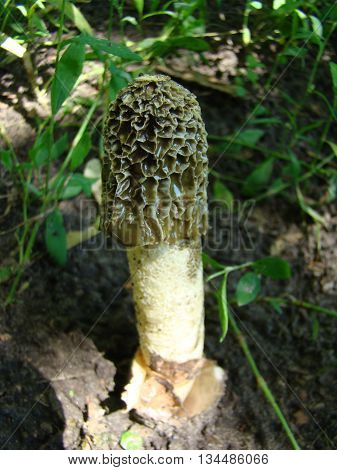mushroom Veselkathe fruit is a white porous stem with a noble simplicity hat covered with mucus