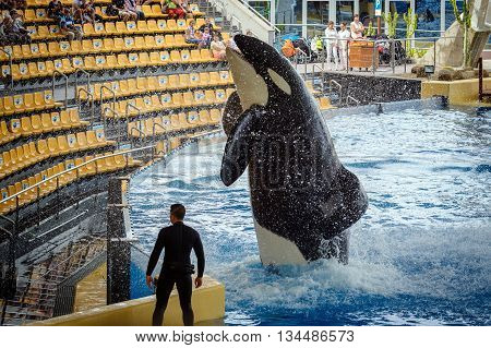 PUERTO DE LA CRUZ, TENERIFE, SPAIN - DECEMBER 2015:  Jumping grampus at oceanarium of Loro parque in Puerto de la Cruz, Tenerife island, Spain