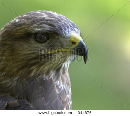  Bussard