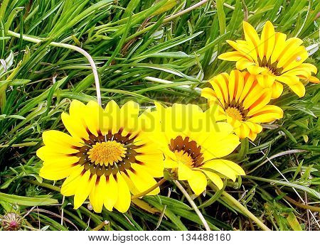 Blooming yellow Gazania in Ramat Pinkas near Or Yehuda Israel