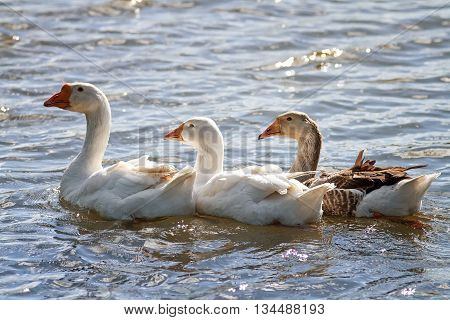 white geese and ducks swim and dive in the pond in the summer