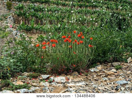Poppy flowers growing along the road in South Mediterranean