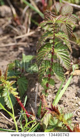 Young Pinnate Leaves Of Mead Wort (filipendual Ulmaria)