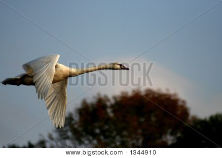 Swan Flying