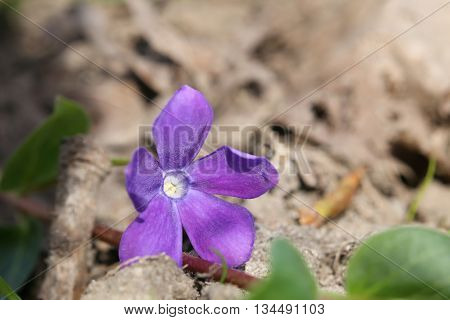 The Evergreen Bigleaf Periwinkle (vinca Major) With Blossom