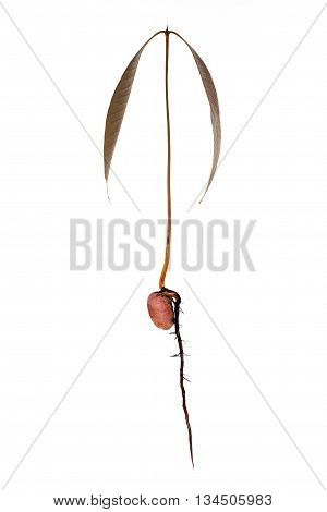 seedling of anacardiaceae tree isolated on white background