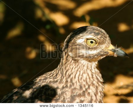Pájaro camuflado