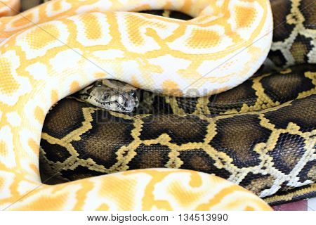 Albino And Normal Snake