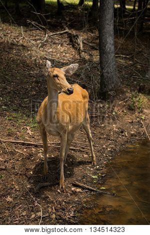 Barasingha female deer doe or swamp deer from India
