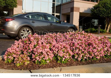 beautiful pink flowers on corporate building entry with blurry background