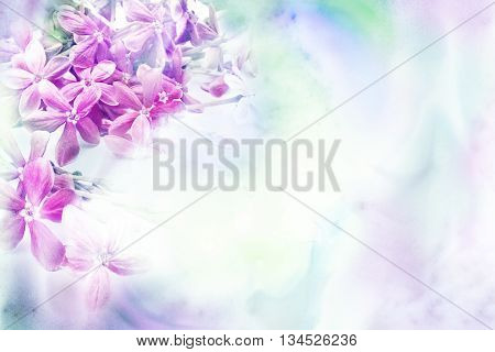 Abstract watercolor illustration of blossom rangoon creeper flower. Watercolor painting. Floral watercolor illustration.