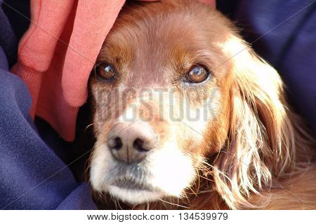 Portrait of an English setter , with gentle eyes