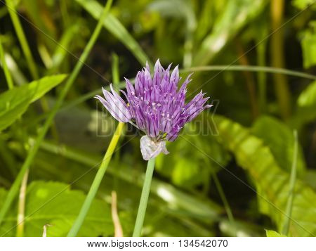 Purple chives blossom at flowerbed with bokeh background macro selective focus shallow DOF