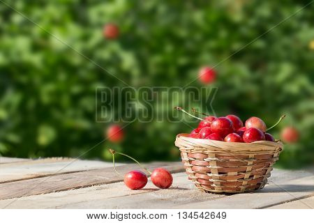 large and juicy ripe sweet cherries in a basket on a background of foliage fresh fruits