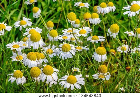 Close-up of yellow and white blossoming German chamomile in a blurred natural background. It is a sunny day in the summer season.