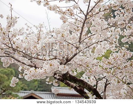 Cherry Blossom Tree In Japan