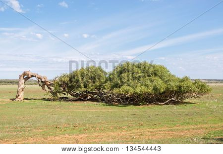 Windswept leaning tree of Greenough with bent tree trunk and horizontal display with green grass and blue skies in the Western Australian landscape.