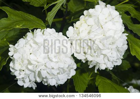 Blooming Guelder rose Viburnum opulus flower clusters close-up selective focus shallow DOF
