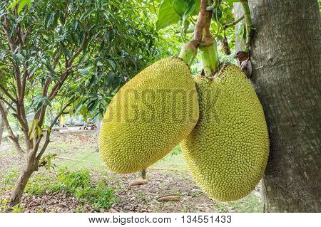 Closeup jackfruit at tree in orchard background