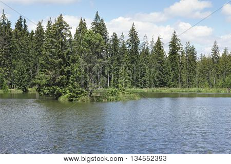 Coniferous forest on the shore of lake