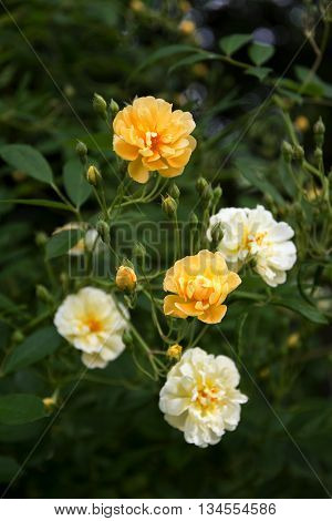 roses in creamy light yellow and apricot from the small rambler rose Ghislaine de Féligonde a hybrid multiflora from the French rose breeder Turbat selected focus and narrow depth of field vertical