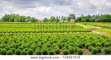 Dutch specialized nursery with many young buxus plants in rows.