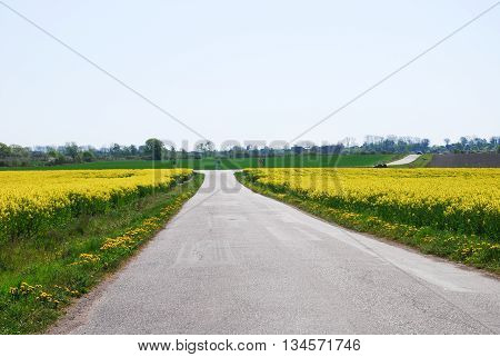 Country road at spring through yellow blossom canola fields