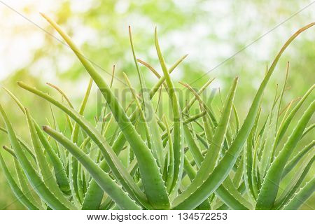 a gelatinous substance obtained from a kind of aloe used especially in cosmetics as an emollient and for the treatment of burns.