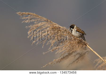 Reed bunting (Emberiza schoeniclus) in natural environment