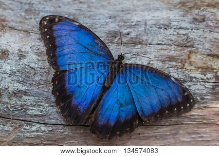 portrait of blue morpho butterfly (Morpho peleides)