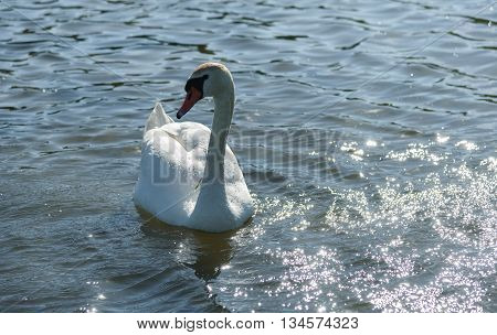 white Swan floating on the lake in the spring