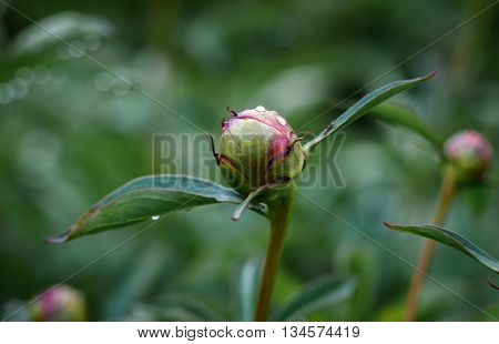 closed Bud of a peony after rain on green background