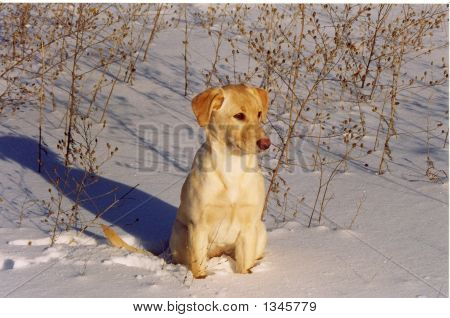 Cachorro Labrador amarillo