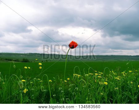 lonely poppy in the field against cloudy weather