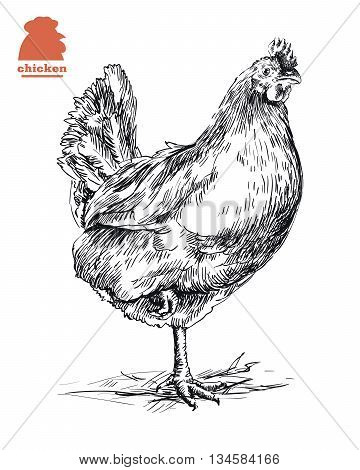 chicken standing on one leg. hand drawn sketch