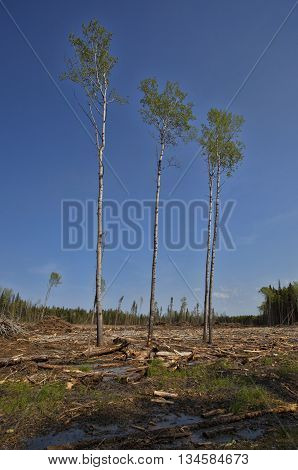 Four poplar trees that were not cut in logging in Saskatchewan Canada