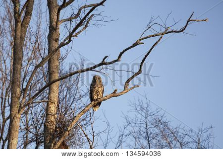Barred Owl in Okefenokee swamp, Georgia