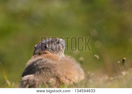 Portrait of sitting groundhog (Marmota monax) in green environment