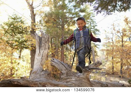 Boy in a forest looking down as he walks along a fallen tree