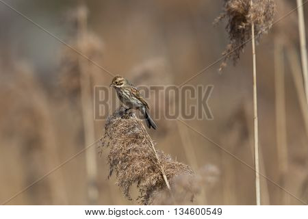 Female (common) reed bunting (Emberiza schoeniclus) sitting on a reed stalk