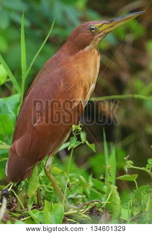 male, non-breeding Cinnamon Bittern, swamp near Songkhla, Thailand