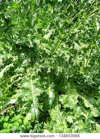 Green Thistle Leaves As A Baskground