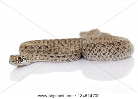 Montpellier snake in front of white background