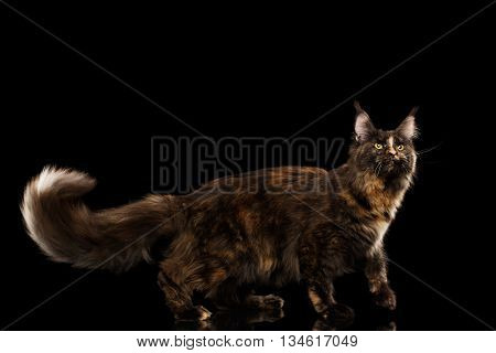 Brown Maine Coon Cat Walking with Furry Tail and Looking up Isolated on Black Background, Side view
