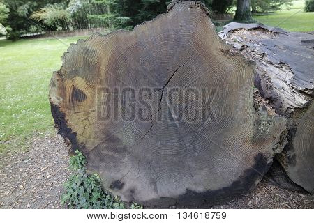 Mammon Tree