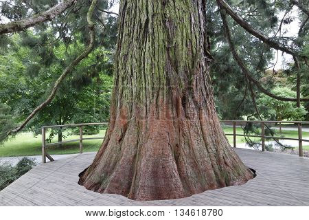 Mammon Tree
