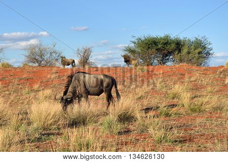 African wildlife. Blue wildebeest Connochaetes taurinus in the meadow big animal in the nature habitat Namibia Kalahari desert Africa