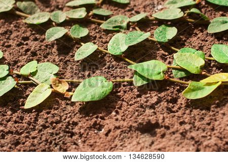 Clos up on Hedera over a rustic wall